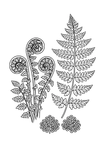 Kleurplaat van een botanische varenstudie met uitrollende krullen